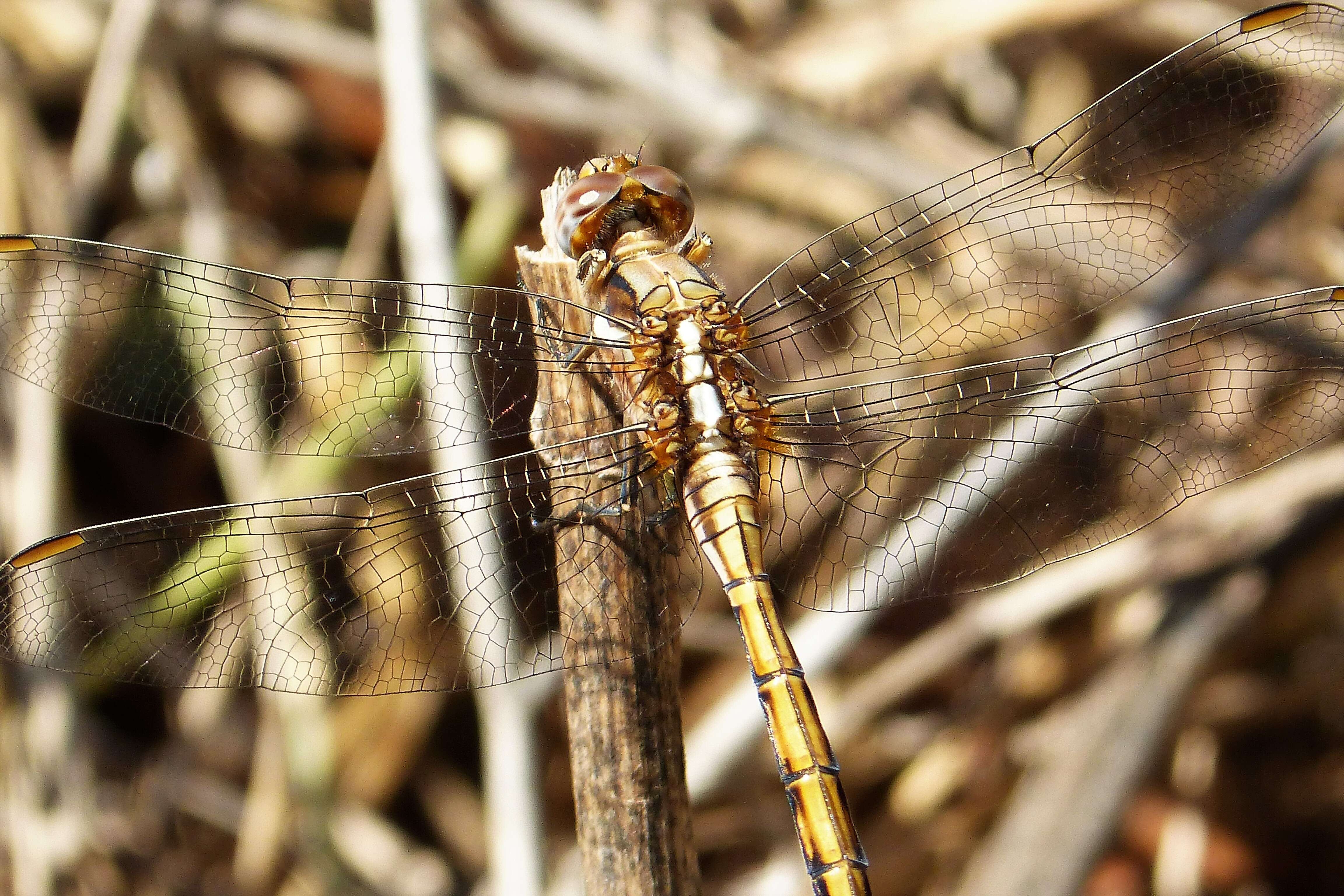 Image of Skimmers (Dragonflies)