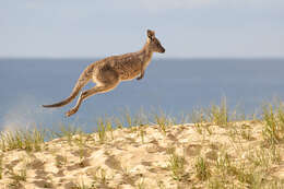 Image of kangaroo