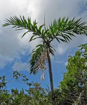 Image of Bactris ferruginea Burret