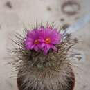 Image of Gymnocalycium vierekii