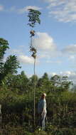 Слика од Jacaranda jasminoides (Thunb.) Sandwith