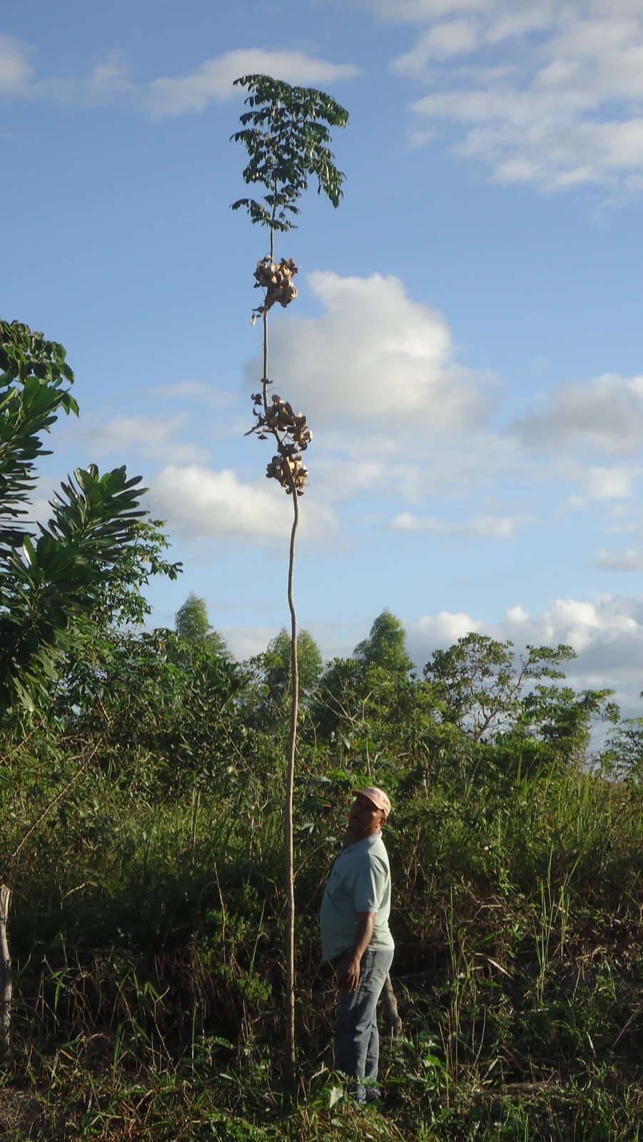 Imagem de Jacaranda jasminoides (Thunb.) Sandwith