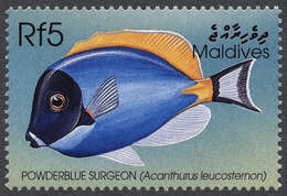 Image of Blue Surgeonfish