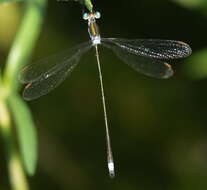 Image of Lestes Leach ex Brewster 1815