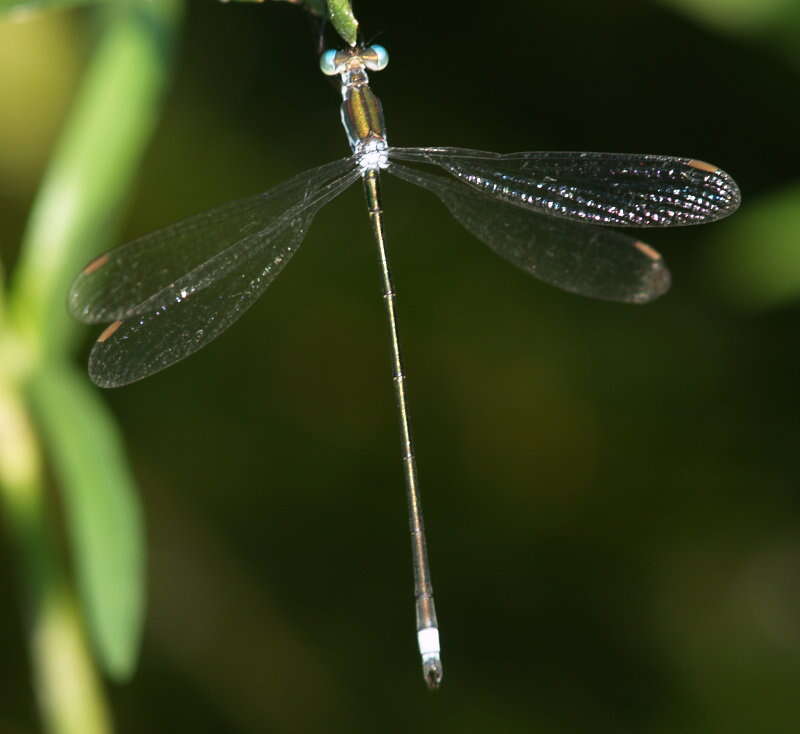 Image of Swamp Spreadwing