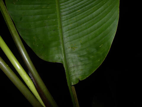 Image of Heliconia trichocarpa G. S. Daniels & F. G. Stiles