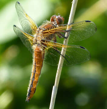 Image of Blue Chaser