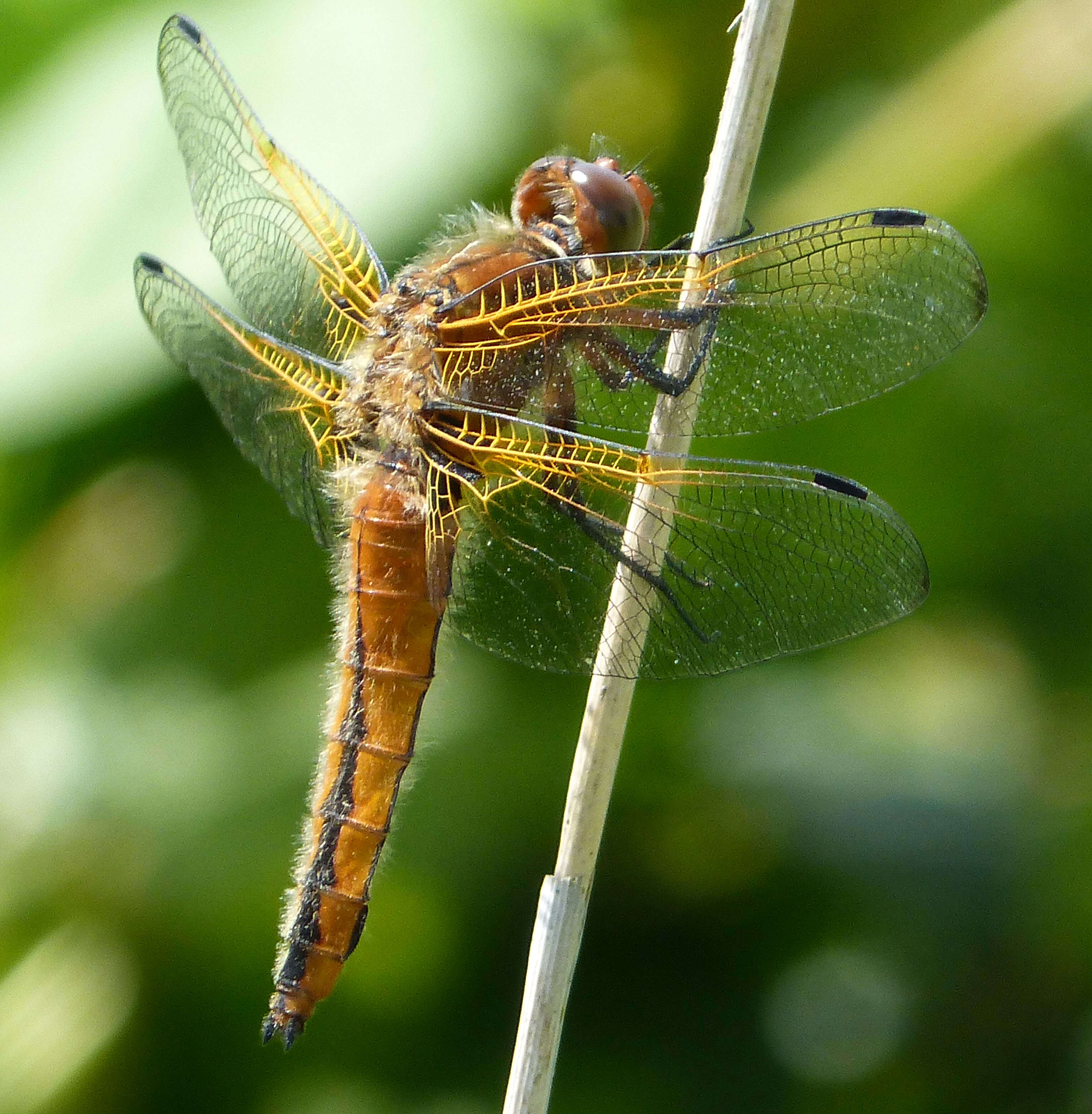 Image of Blue Chaser