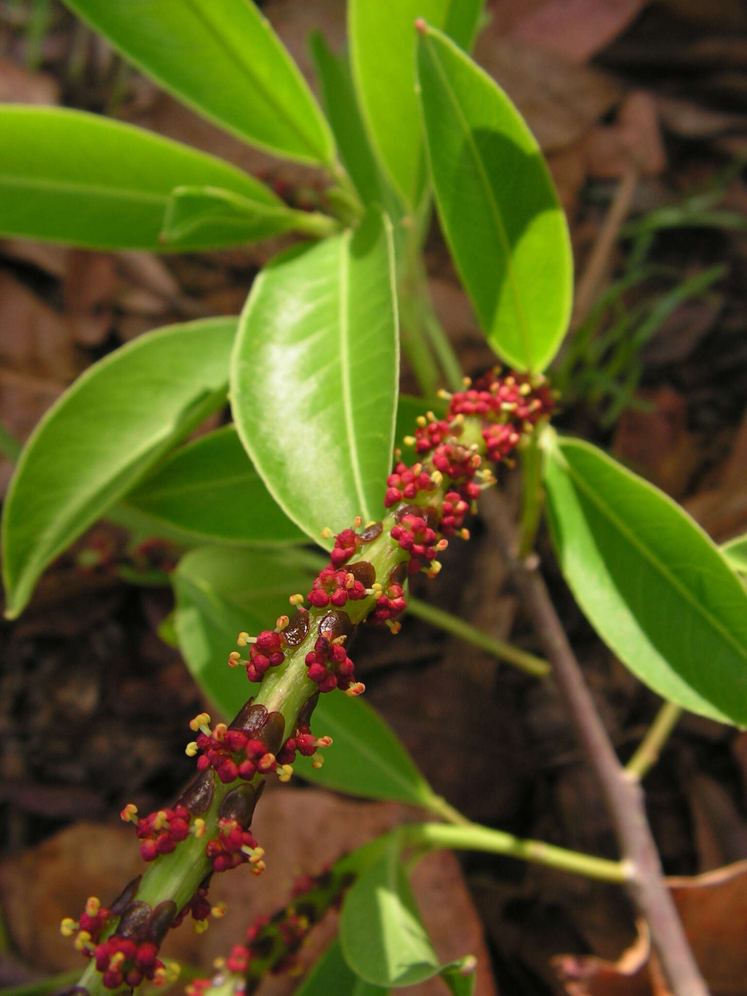 Imagem de Sapium glandulosum (L.) Morong