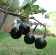 Image de Solanum nelsonii Dun.