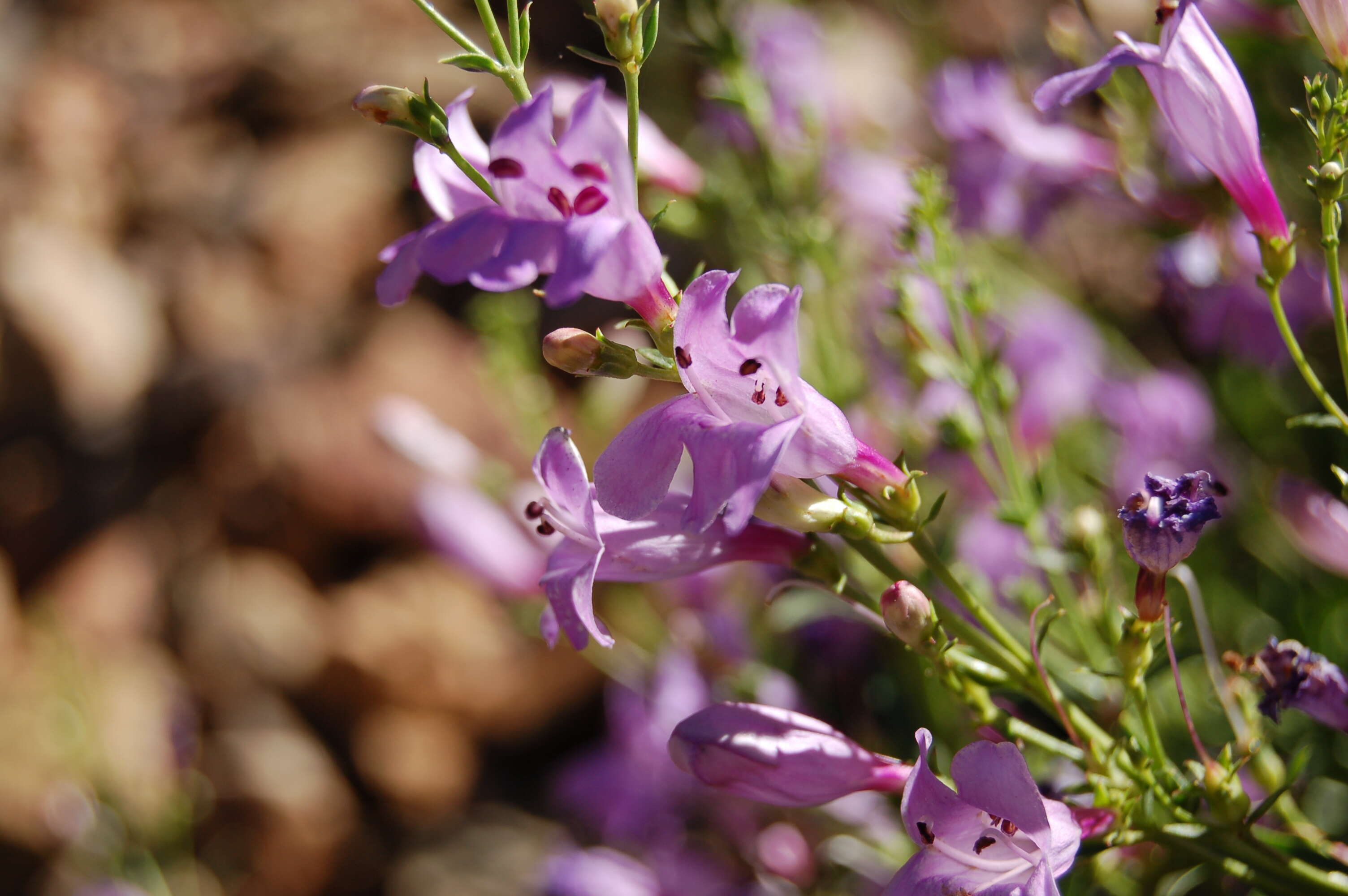 Image of broadleaf beardtongue