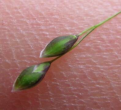 Imagem de Panicum bisulcatum Thunb.