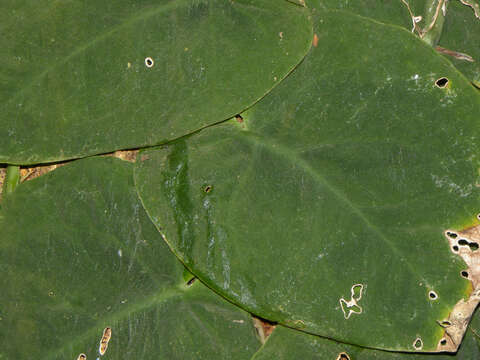 Image of Monstera dubia (Kunth) Engl. & K. Krause