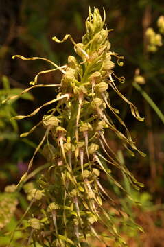 Image of Himantoglossum