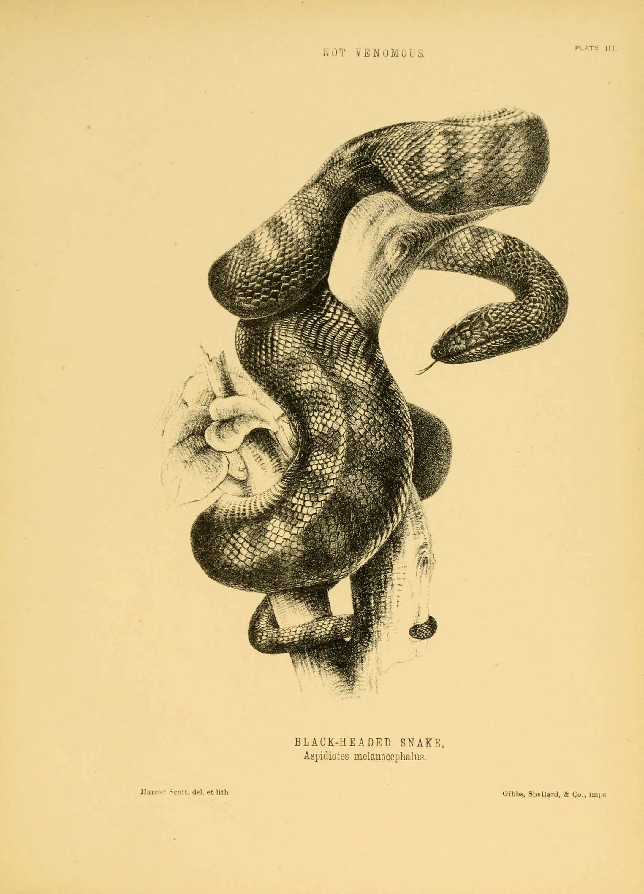 Image of Aspidites W. C. H. Peters 1877