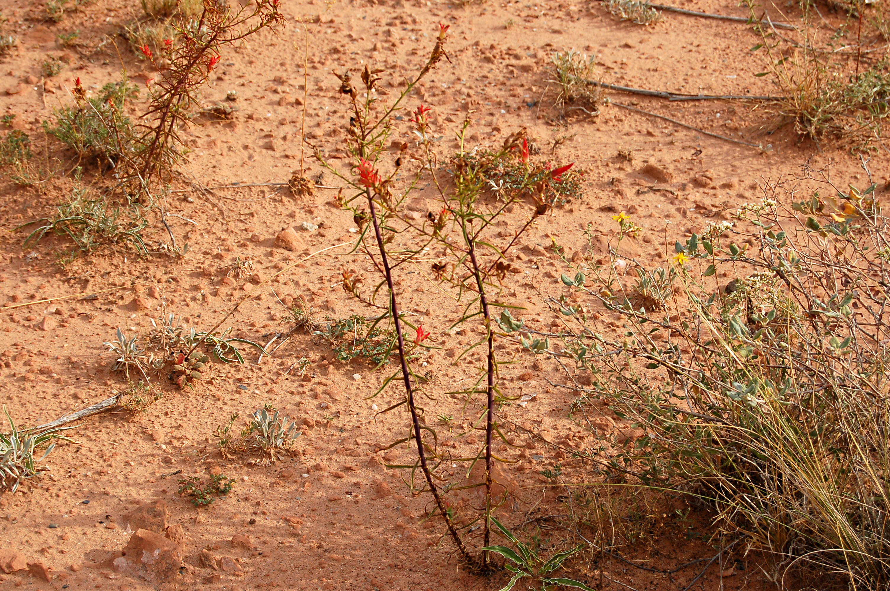 Image of Wyoming Indian paintbrush