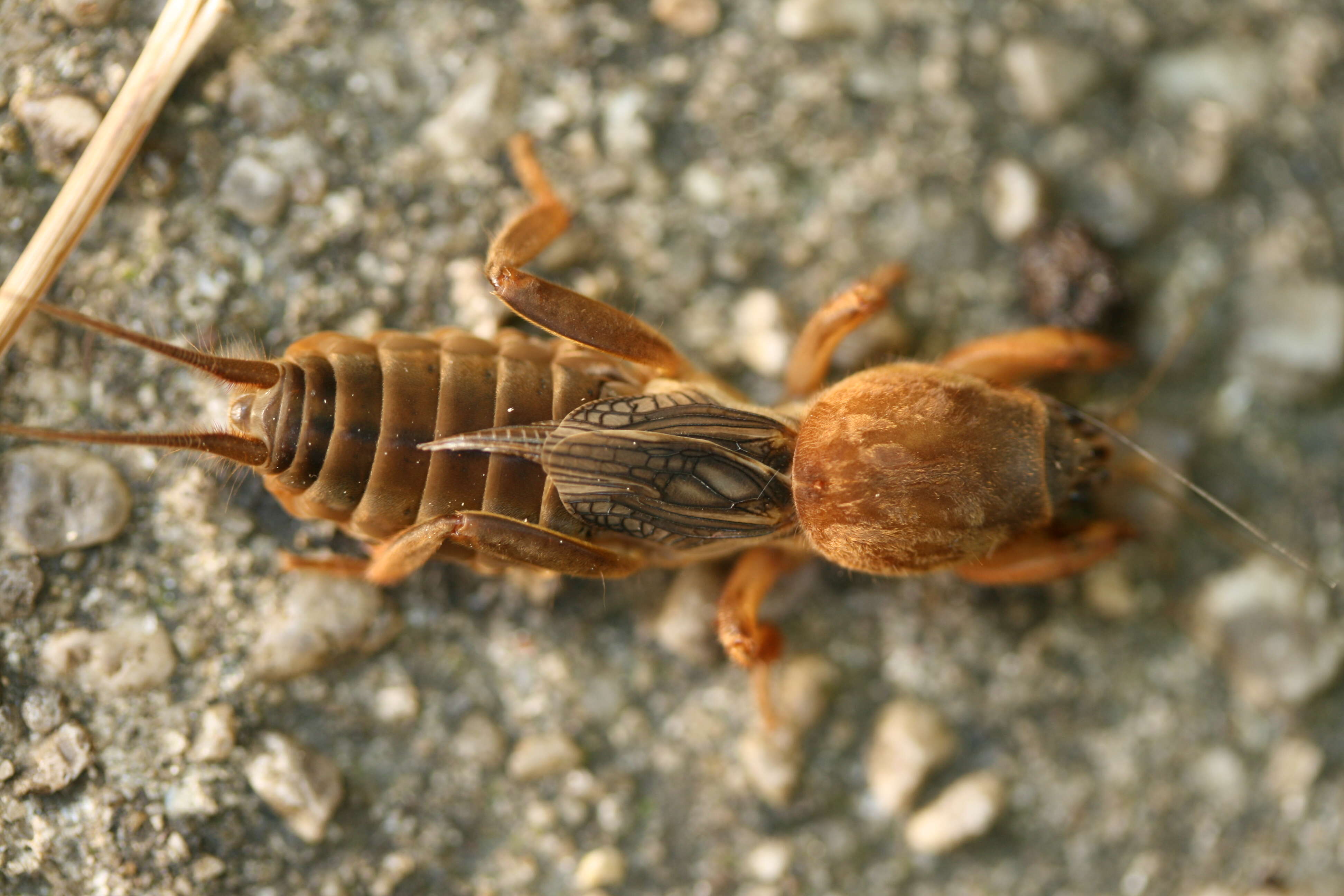 Image of Northern Mole Crickets
