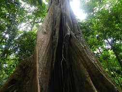 Ficus obtusifolia Kunth的圖片