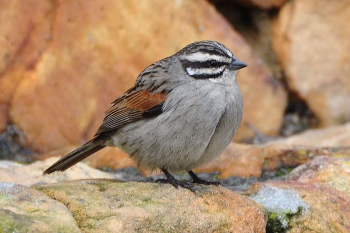 Image of Cape Bunting