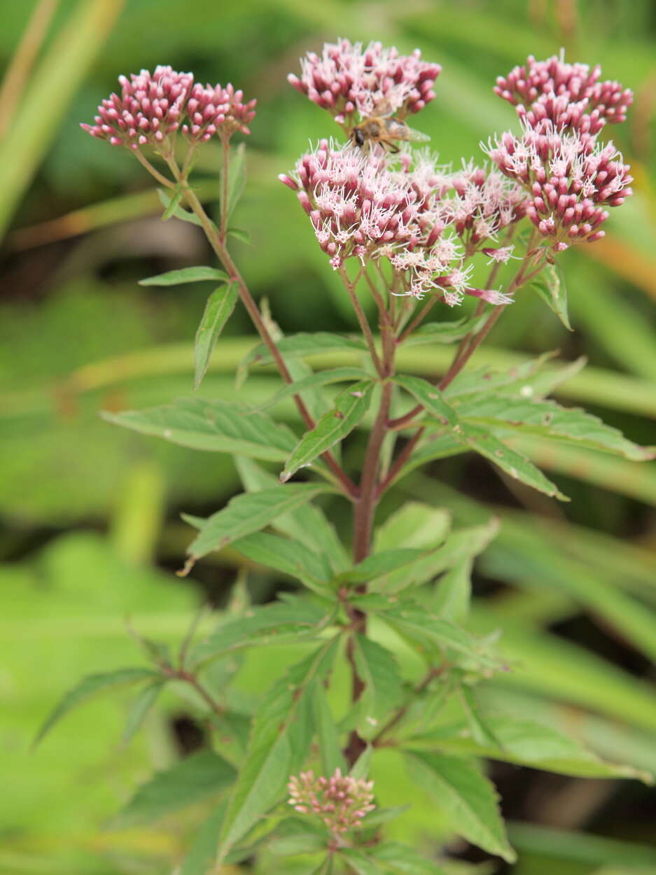 Image of Hemp-agrimony