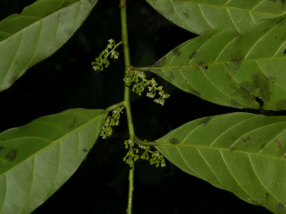 Image of Compsoneura excelsa A. C. Sm.