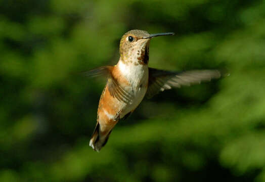 Image of Rufous Hummingbird