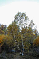 Image of birch family