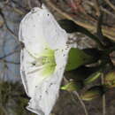 Image of Ipomoea pauciflora subsp. pauciflora