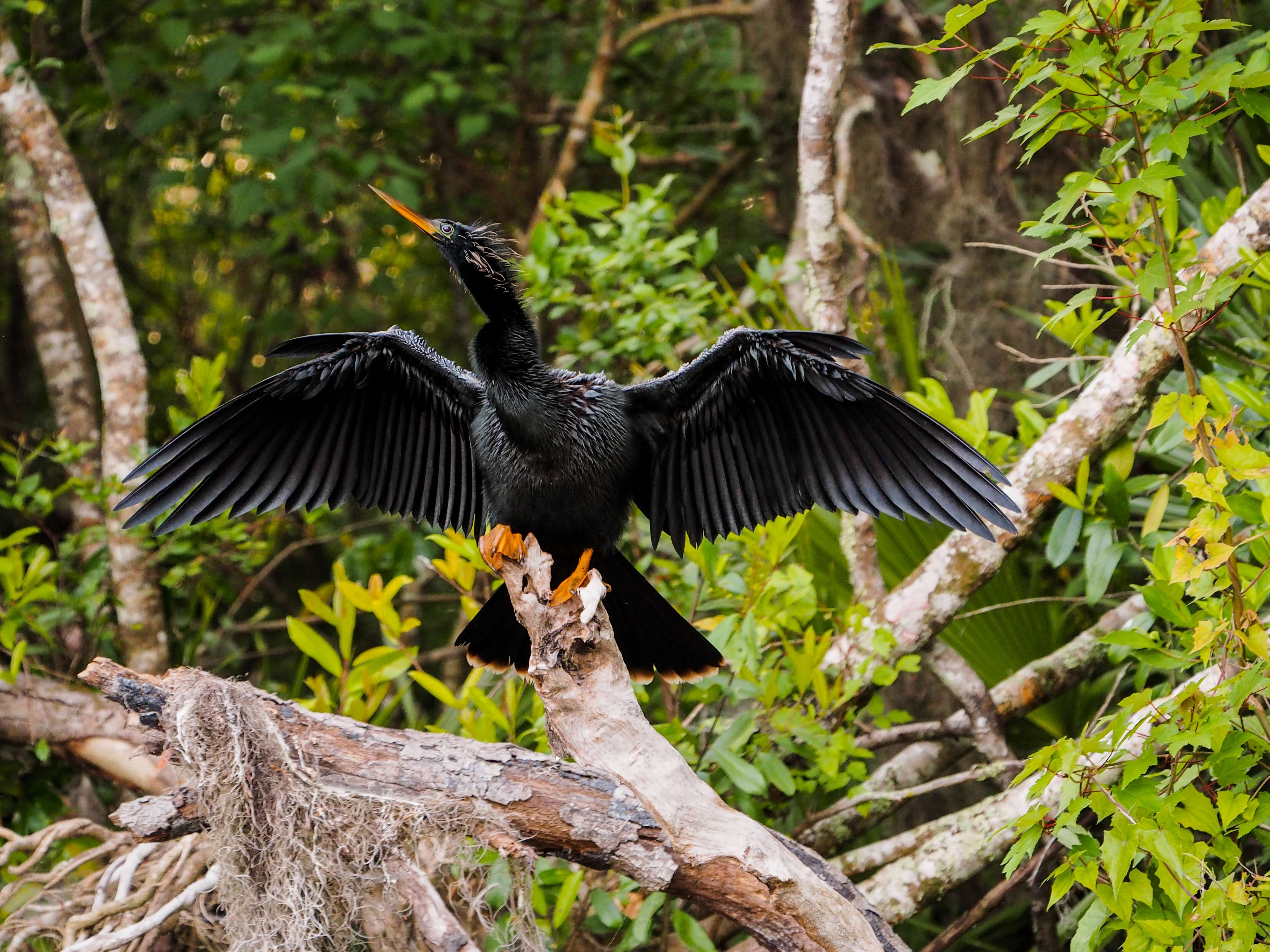 Image de Anhinga d'Amérique