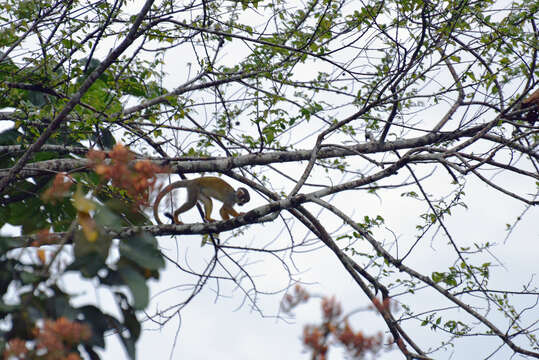 Image of Common Squirrel Monkey