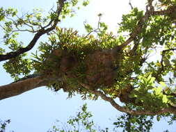 Image of staghorn