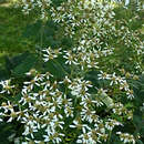 Image of Aster scaber Thunb.