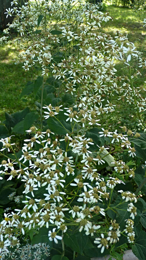 Image of Aster scaber Thunb.