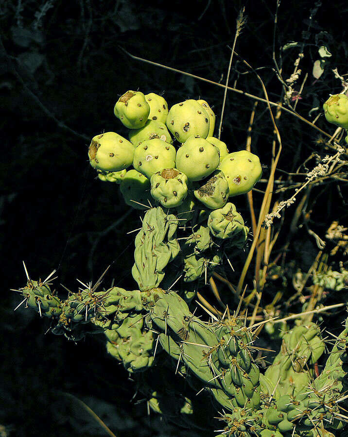 Image of Chollas