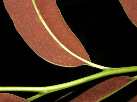 Image of leatherfern