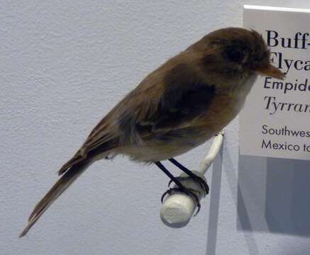 Image of Buff-breasted Flycatcher