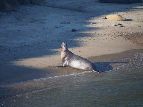 Image of Northern Elephant Seal