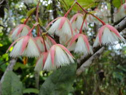 Image of Elaeocarpus grandiflorus J. E. Smith