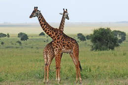 Image of Giraffes