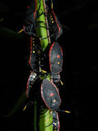 Image of Smilax spinosa Mill.