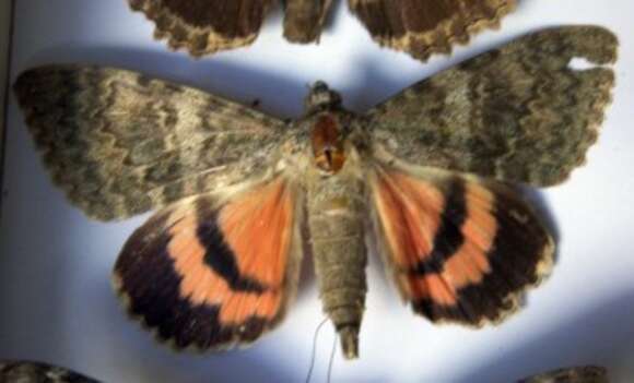 Image of french red underwing