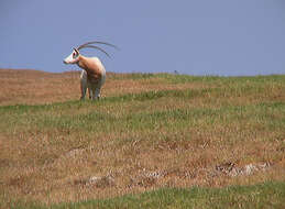 Image of Scimitar-horned Oryx