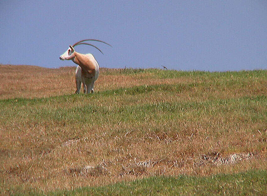 Image of Scimitar-horned Oryx