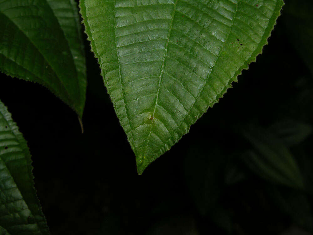 Plancia ëd Miconia aguilarii (Kriebel & Almeda) Gamba & Almeda