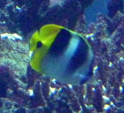 Image of Pacific Double-saddle Butterflyfish