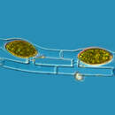 Image of Spirogyra weberi