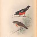 Image of Norfolk Robin