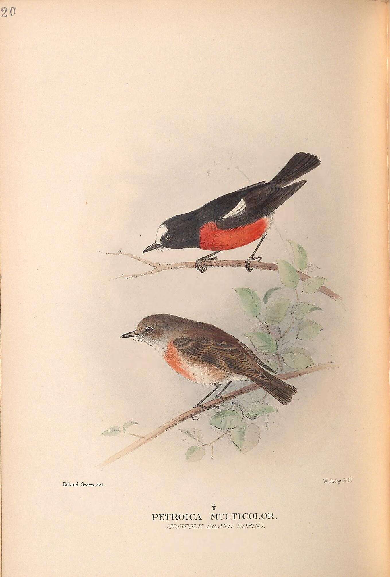 Image of Petroica Swainson 1829