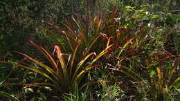 Image of Bromelia unaensis Leme & Scharf