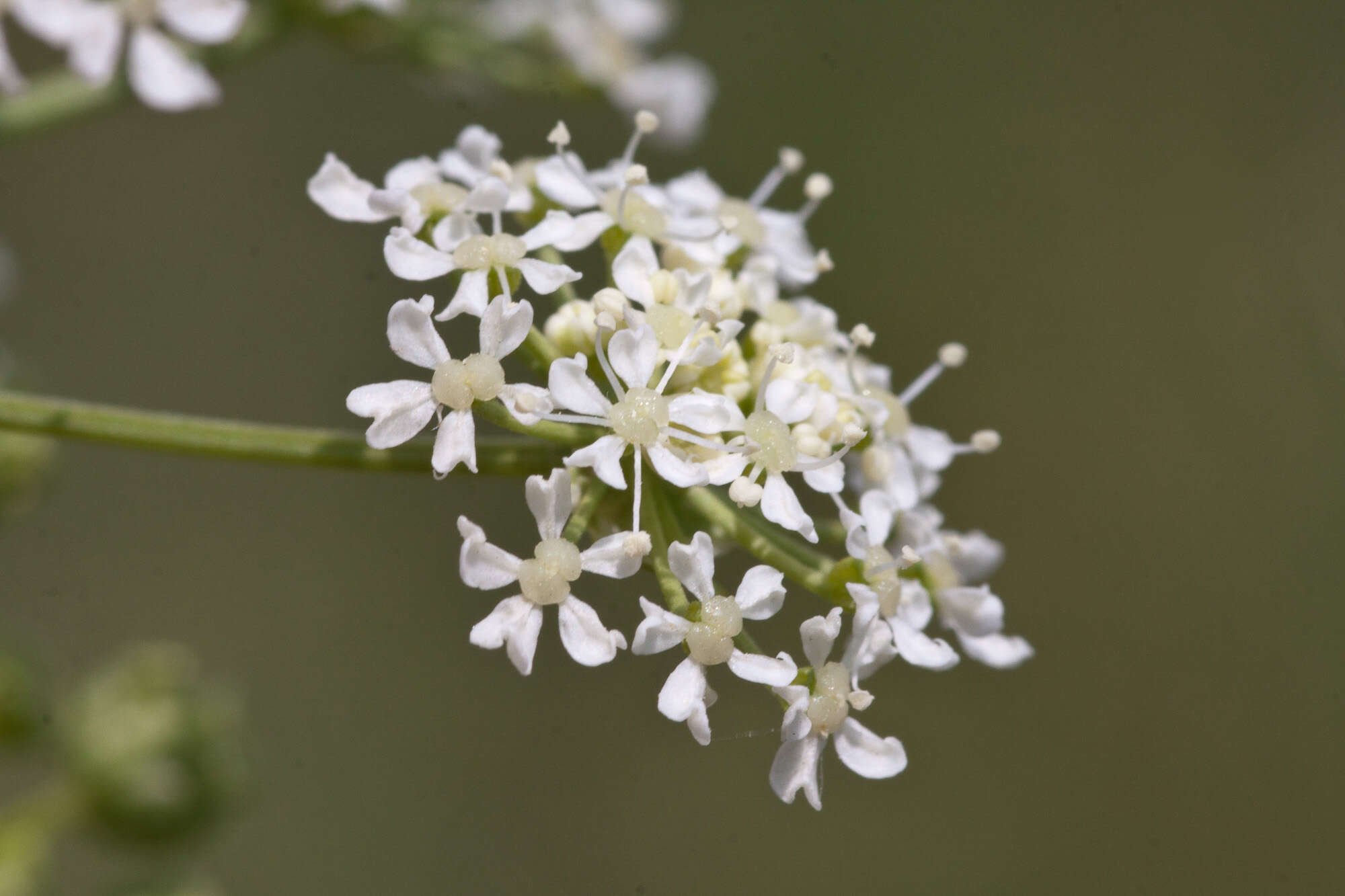 Image of poison hemlock